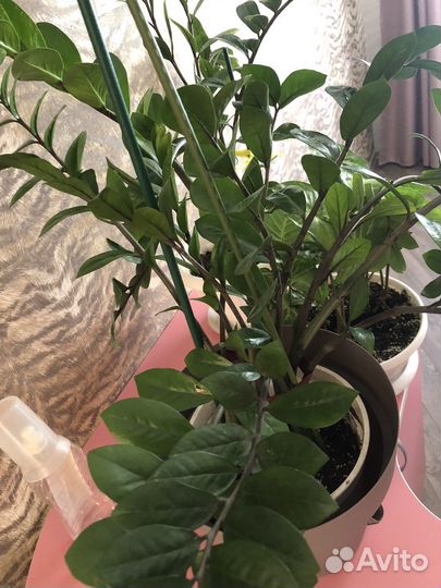 Замиокулька, синглниум, сансивьрия