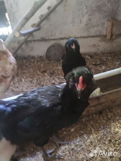 Куры молодки