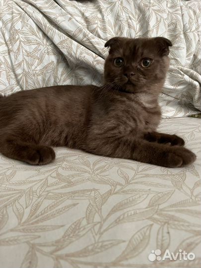 Шотландский вислоухий котёнок