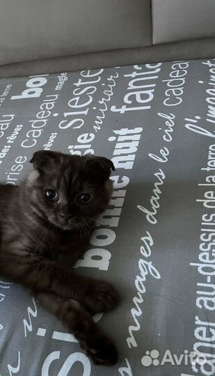 Шотландский вислоухий котёнок