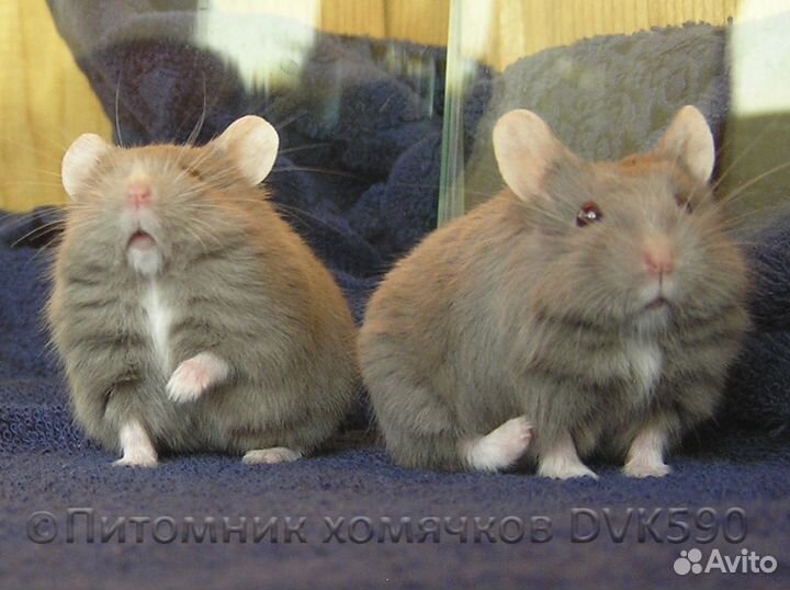 Хомячок с белым галстучком и белыми носочками