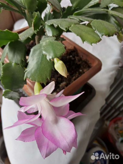 Укоренённые отростки декабриста продам