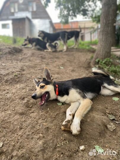 Собака в добрые руки