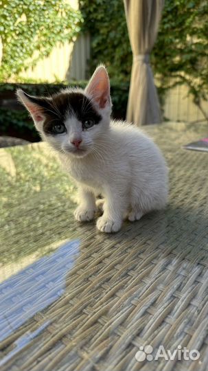 Котята в добрые руки бесплатно