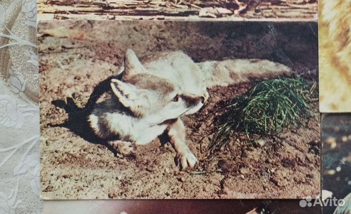 Открытки животные