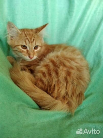 Рыжий котенок - плюшевый мальчик в добрые руки