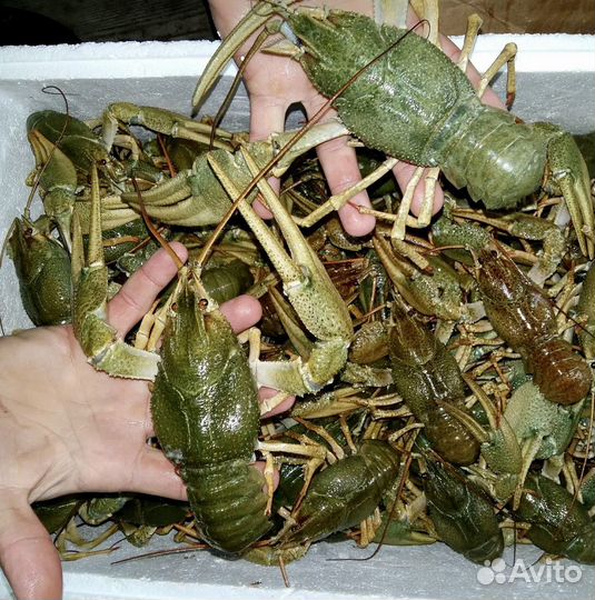 Башкирские Живые Раки