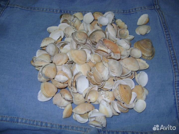 Ракушки морские