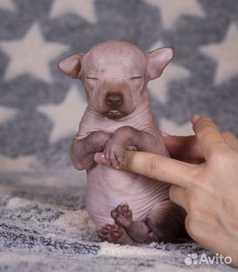 Ксолоитцкуинтли