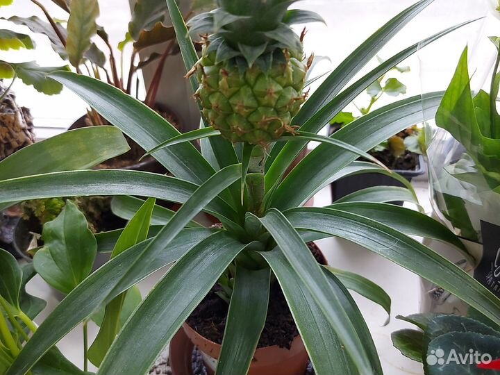 Ананас растение