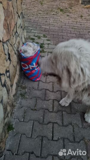 Шерсть собачья