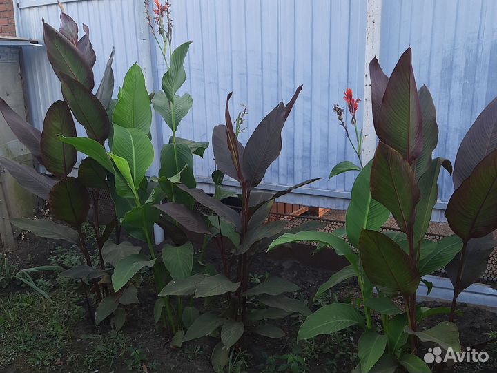 Семена канны