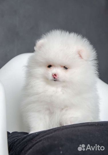 Шпицы разные. Доставка из Челябинска