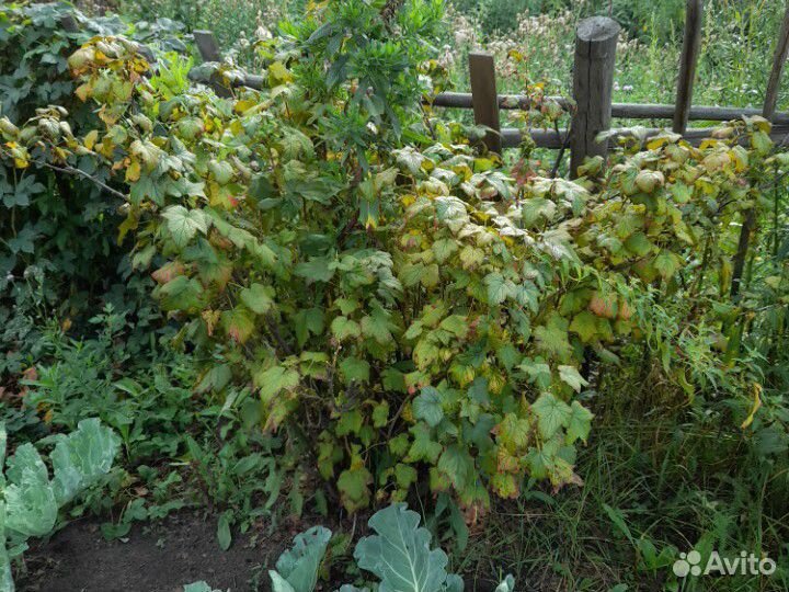 Смородина чёрная