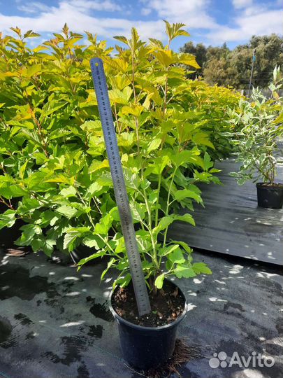 Пузыреплодник калинолистный Лютеус, Диабло Дор