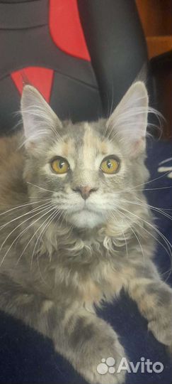 Котята мейн кун