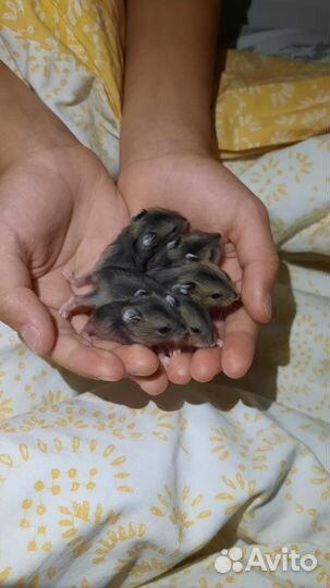 Джунгарский хомяк бесплатно