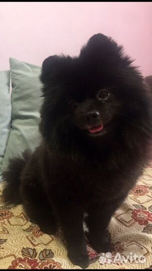 Немецкий шпиц 6 кг (вязка)