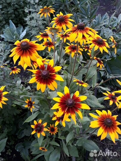 Спирея японская