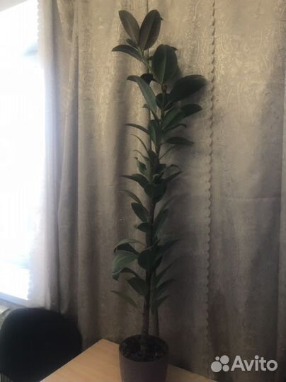 Фикус и орхидеи