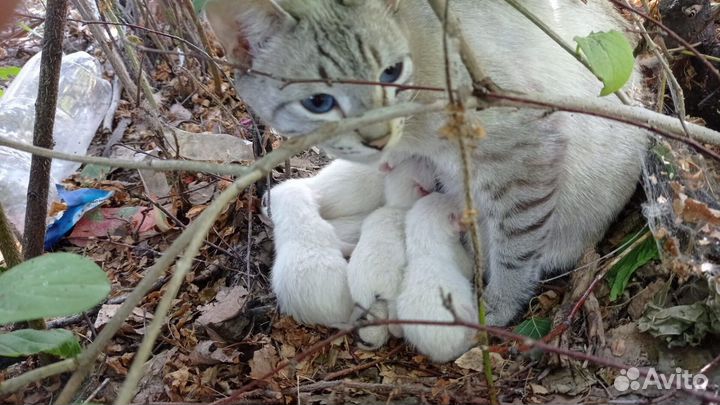 Кошка и котята