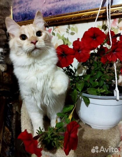 Курильский бобтейл