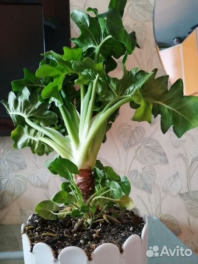 Филодендрон Атом