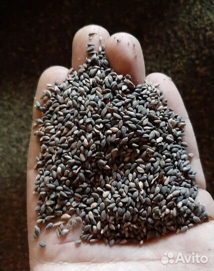 Семена ели на заказ