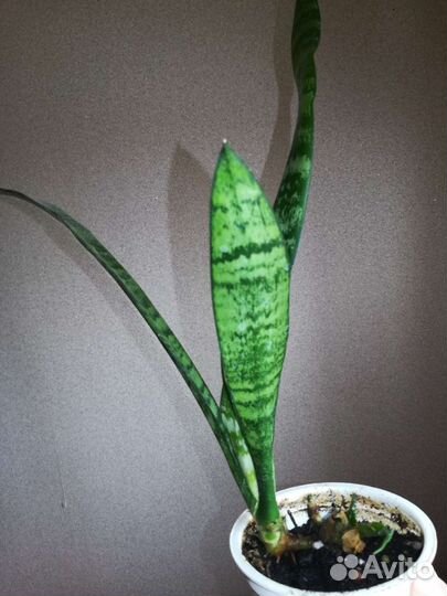 Сансевиерия, (