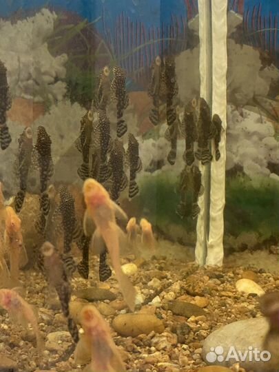 Рыба Анциструс