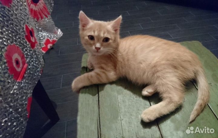 Рыжие, шикарные, плюшевые котята в добрые руки
