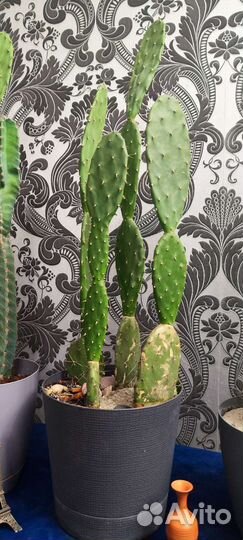 Большой кактус