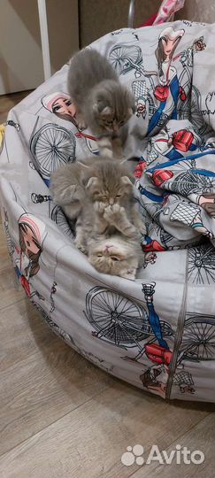 Британские котята