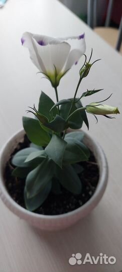 Эустома в горшке домашняя