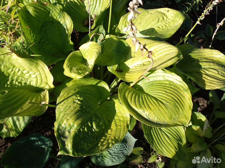 Хоста сортовая