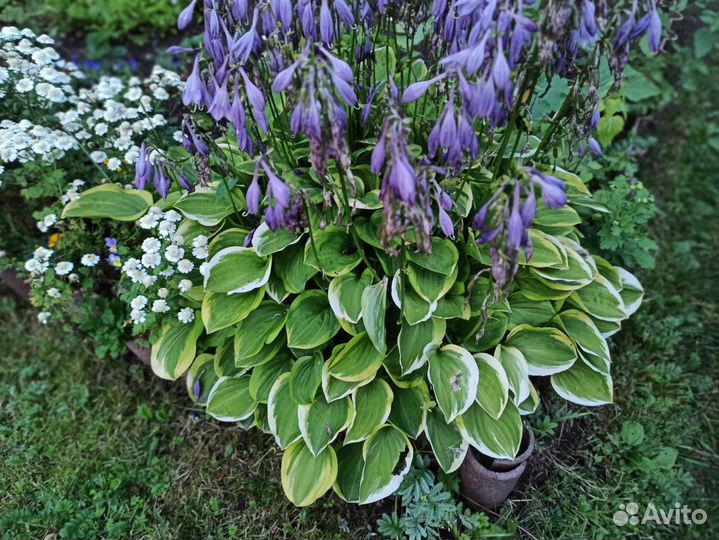 Эхинацея, флоксы, гравилат, герани, папоротник