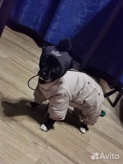 Комбинезон для собак зимний (дев, S)