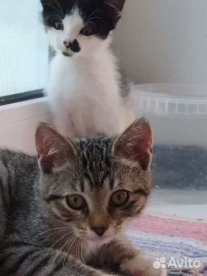 Котята от кошки мышеловки