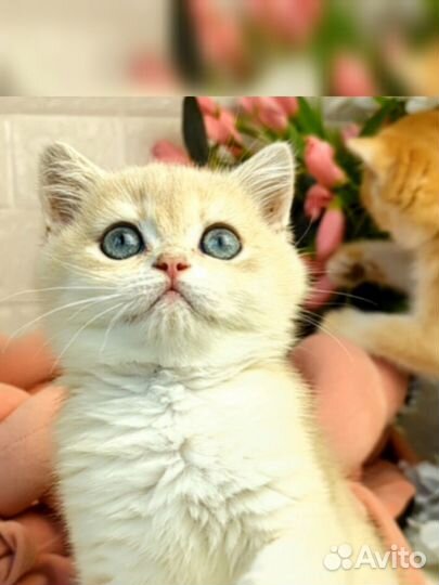 Британские котята золотая шиншилла