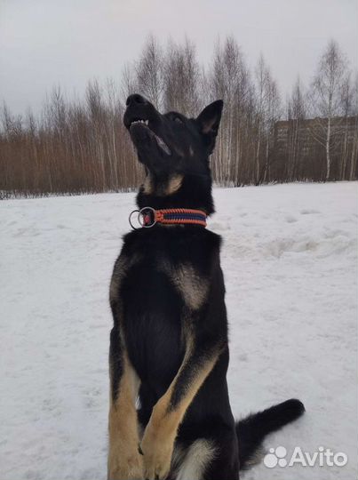 Дрессировка собак. Пермь