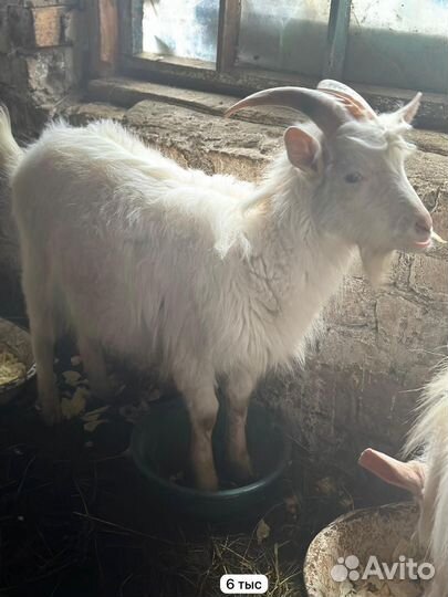 Козлы породистые