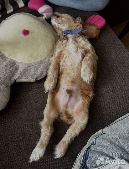 Кокер спаниель английский