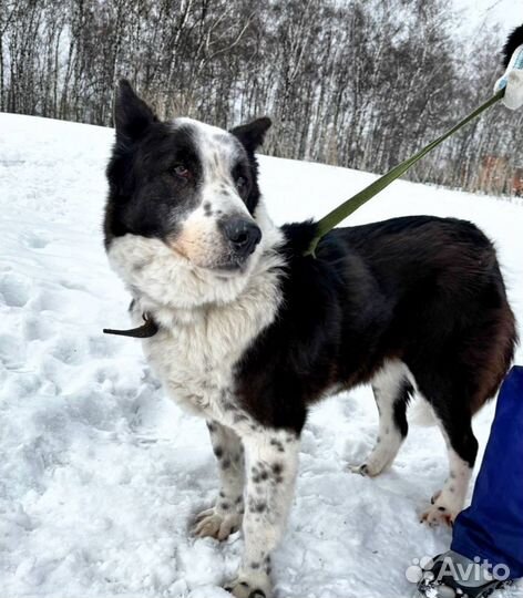 Собака в добрые руки