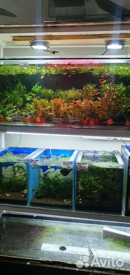 Аквариумные рыбки