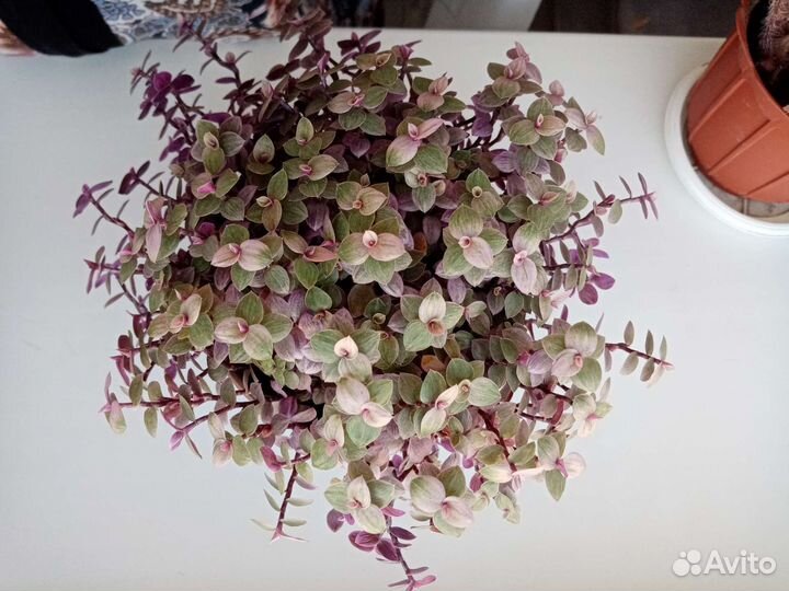 Сансевиерии. Замиокулькасы