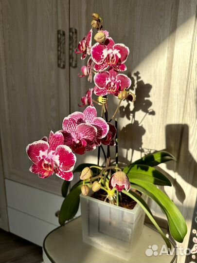 Орхидея фаленопсис Phal. Asian Pearl