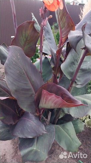 Цветы канны, шоколадные листья