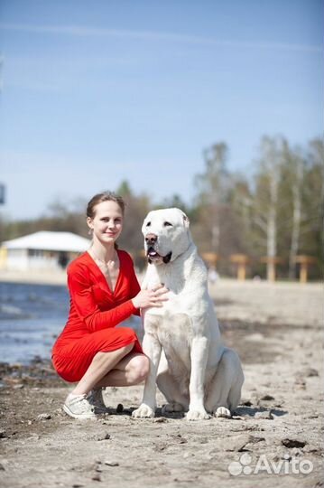 Выгульщик собак