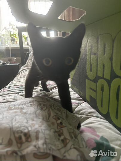 Черный котенок, 3,5 месяца