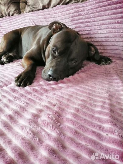 Питбуль вязка